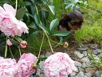 YORK miniaturka piesek o umaszczeniu stalowo złotym yorkshire terrier