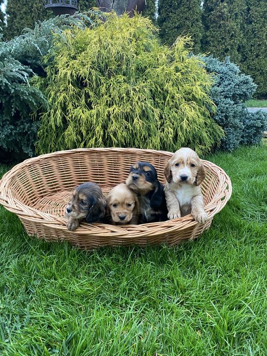 Szczeniak Cocker Spaniel Suczka