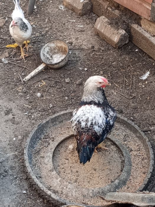 Продам  петухов200гр