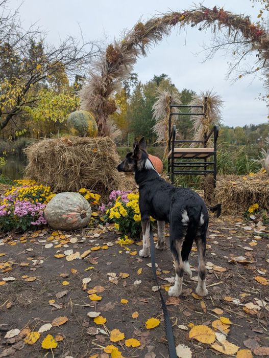 Сьюзі, мікс хаскі та вівчарки, 6 міс.