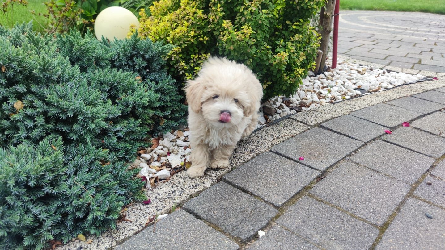 Maltipoo maltipoo