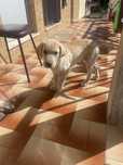 Labrador macho para dar