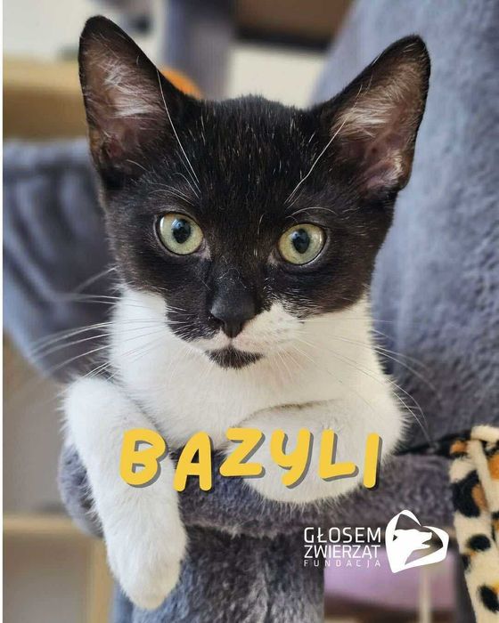 Bazyli, Jaśminka i Kalinka - małe kotki do adopcji