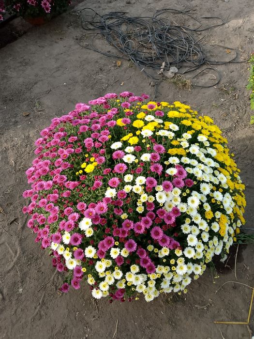 Chryzantemy drobnokwiatowe