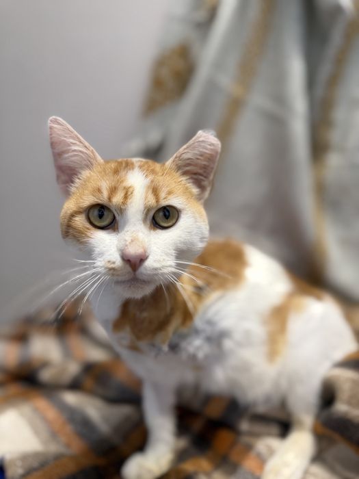 Pilnie potrzebny dom dla trójłapka!