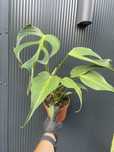 Monstera burle marx flame size L