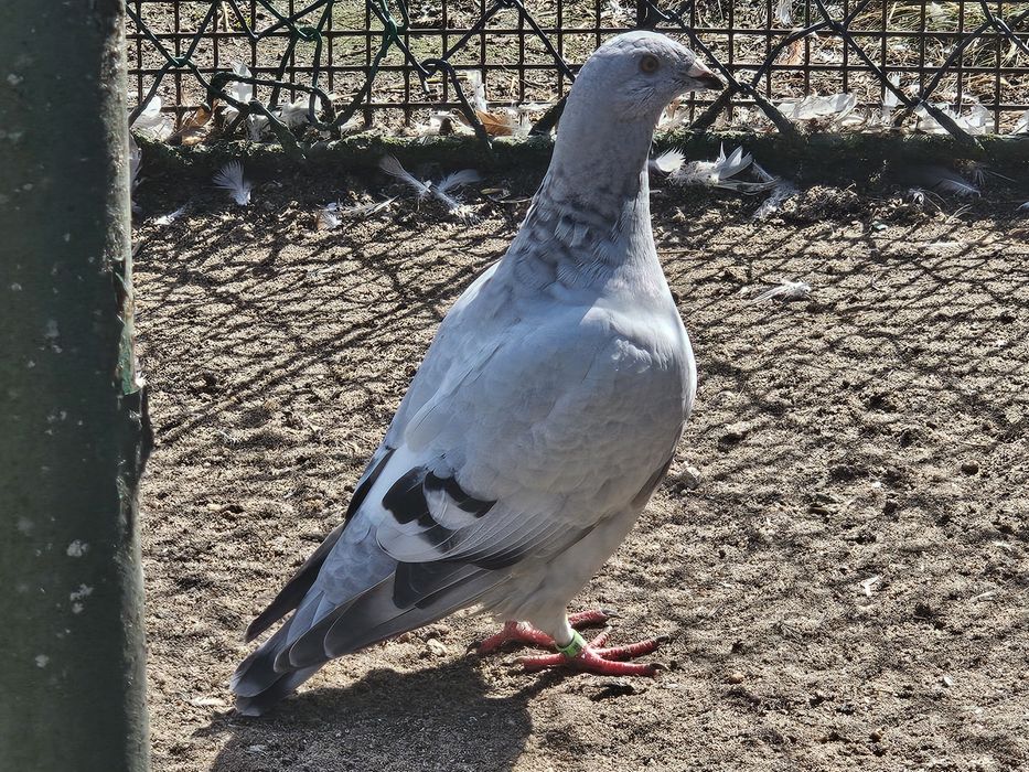 Gołebie standardy