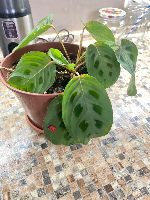 Маранта с хорошей корневой системой