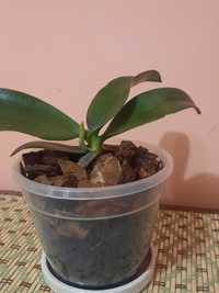 Орхидея мини марк. Растет цветонос. Подросток орхидеи мини марк.
