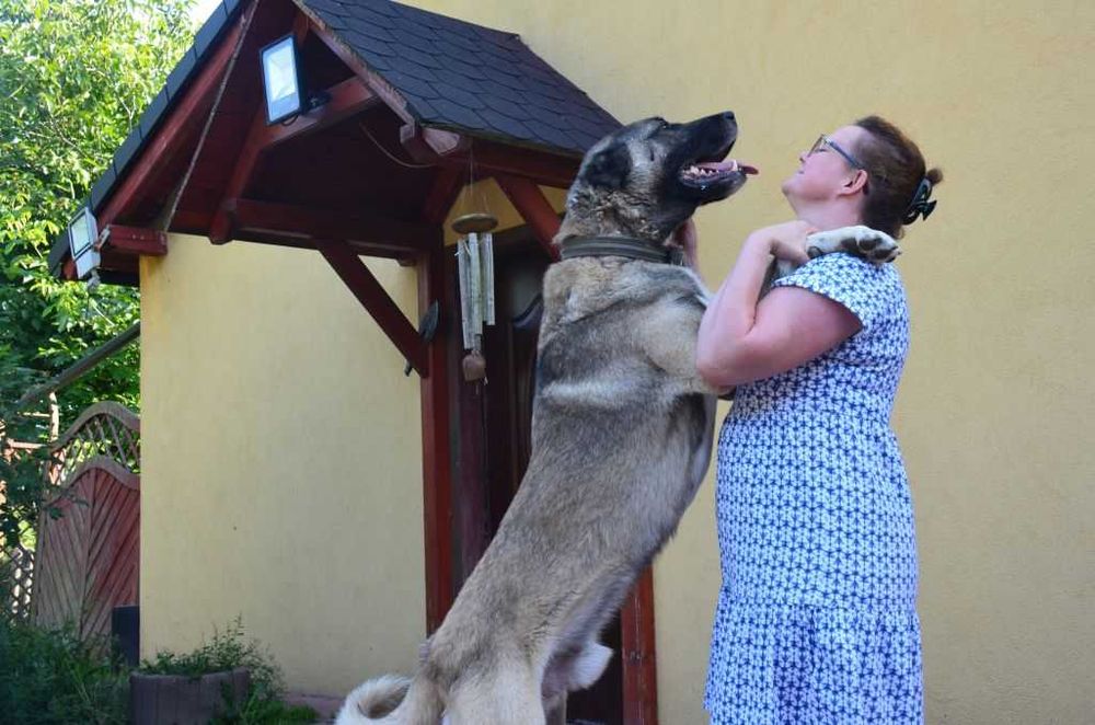 Kangal import Turcja szczeniak FCI.
