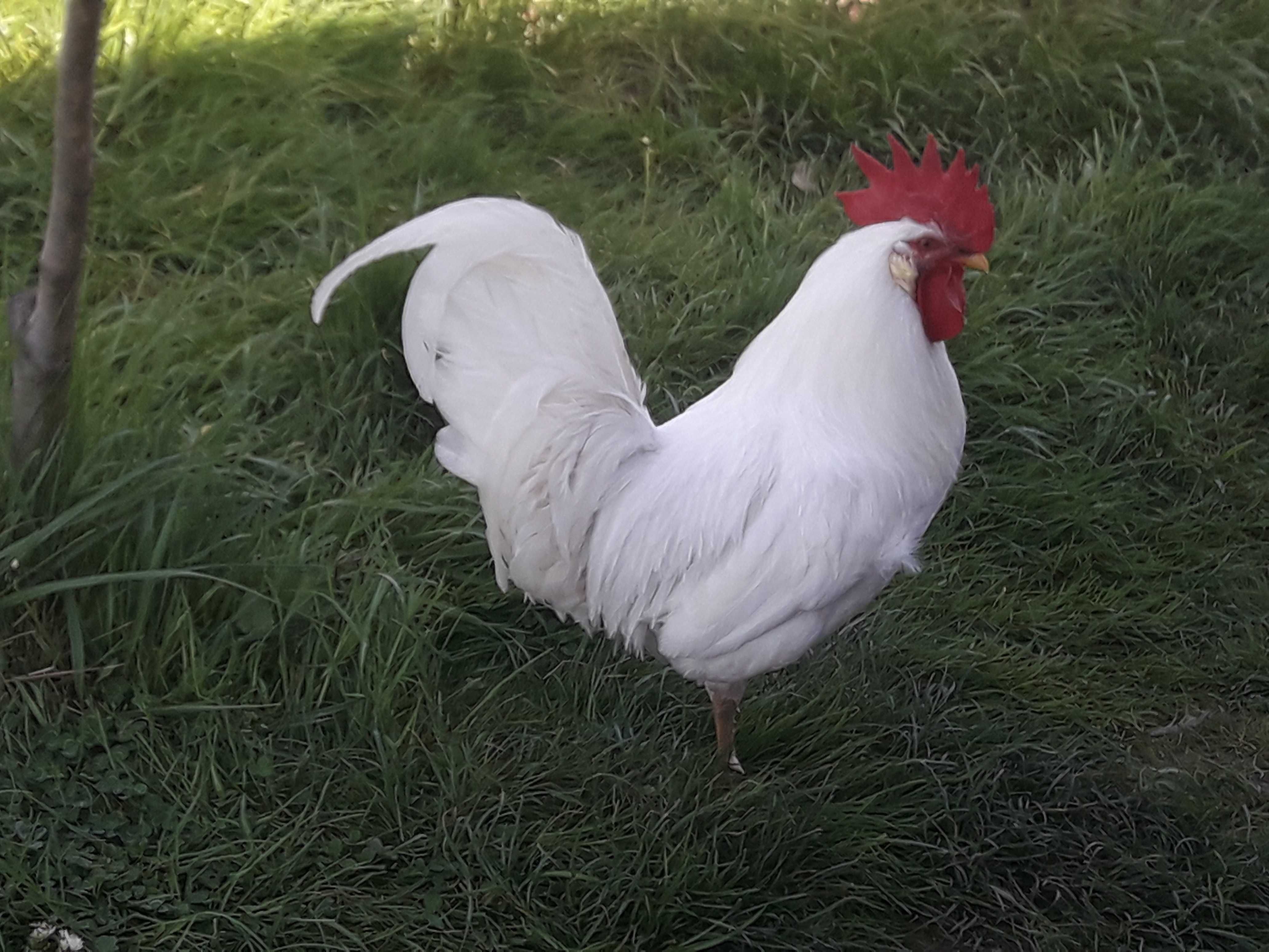 Kogut rozpłodowy Leghorn ,