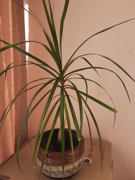 Юка 70см , фінікова пальма , драцена  .
