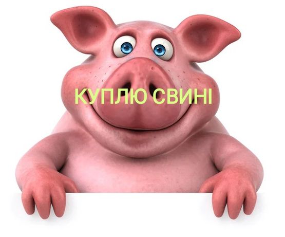 Свиня свині свиноматк живою вагою