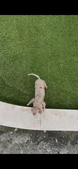 Teckel miniatura fêmea arlequim isabella