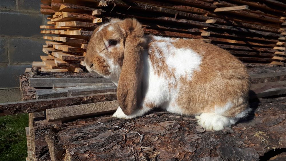KRÓLIK Samiec BFŻsr.
