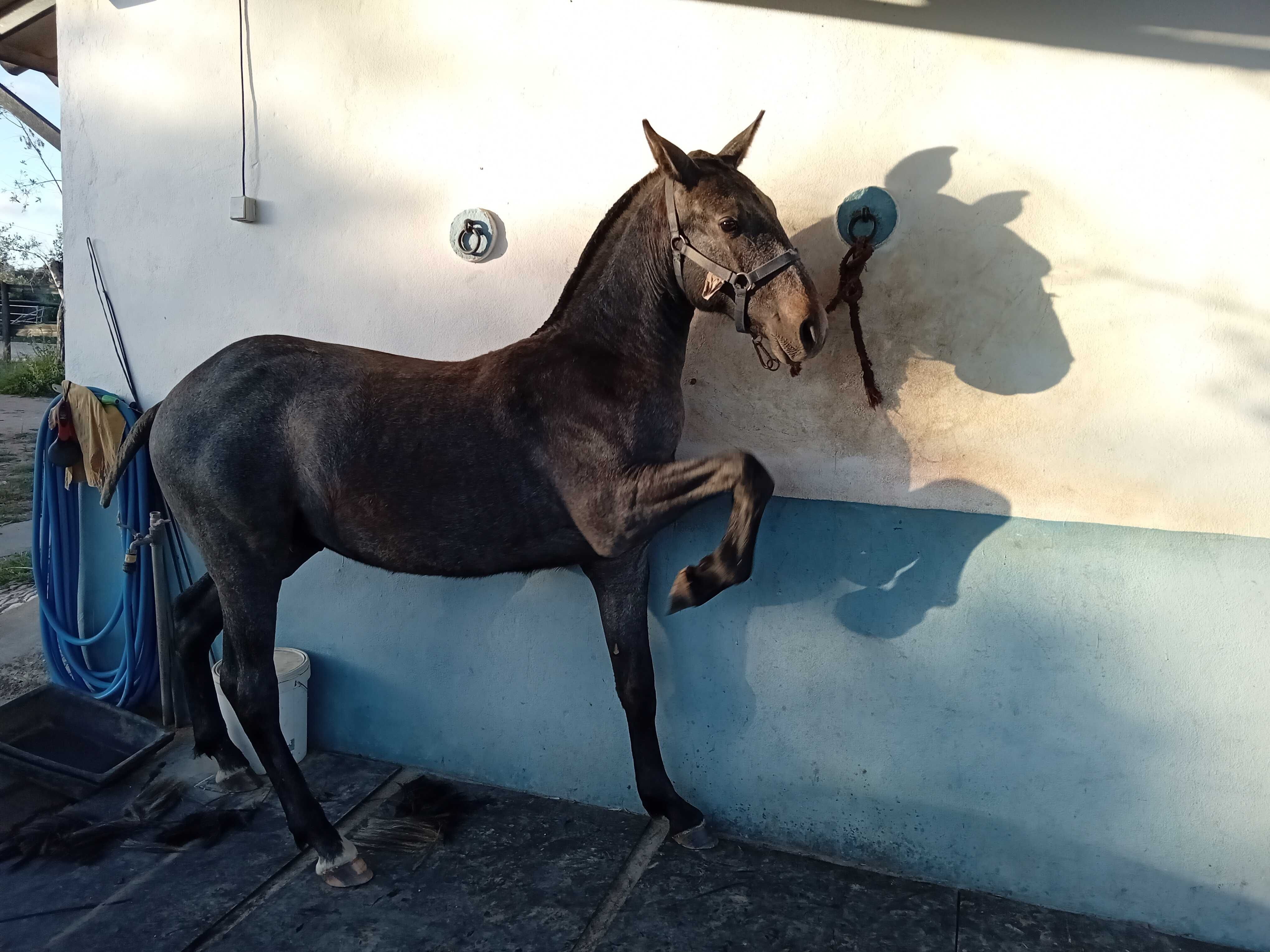 Poldro cruzado lusitano