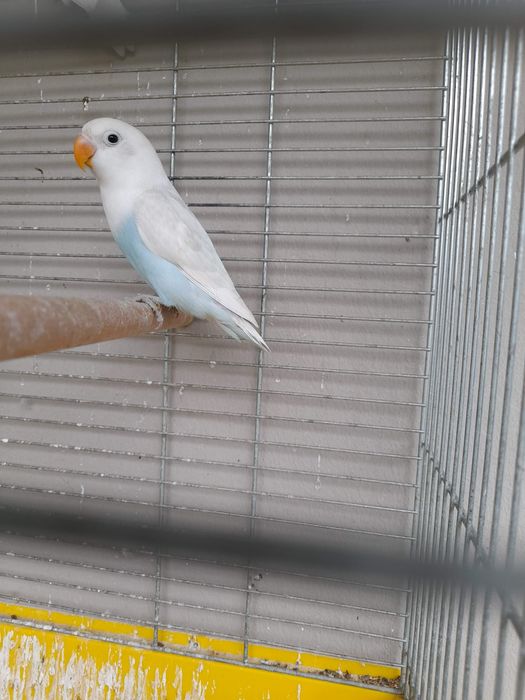 Nierozłączki młode