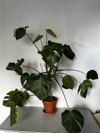 Roślina Monstera Deliciosa 105 cm