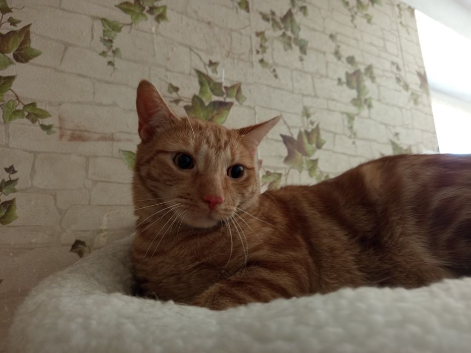 Kotek Tituś szuka domku