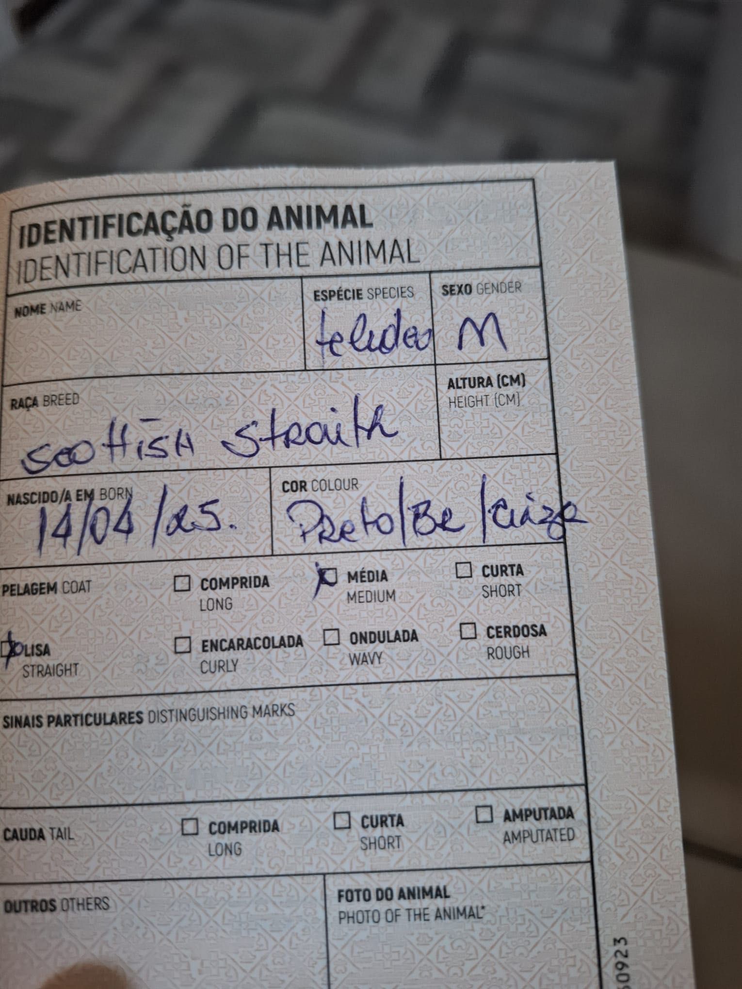 Gatinho Scottish Straight