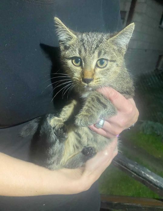 Oddam kotka malutki zadbany