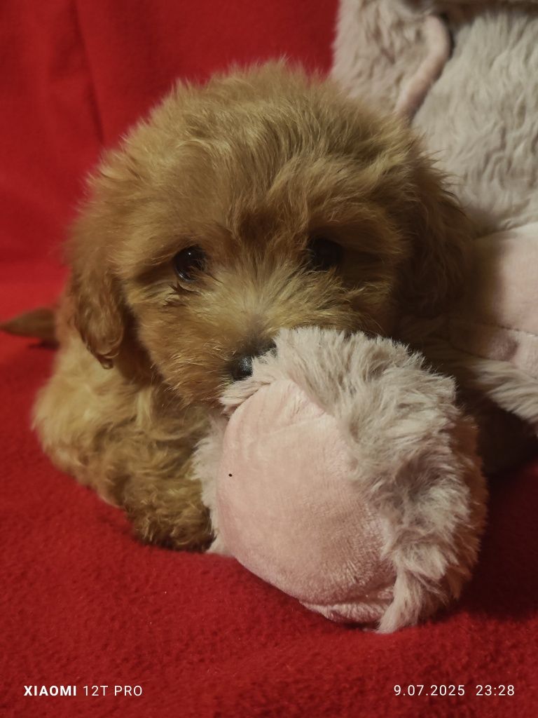 Maltipoo F1 piękna suczka
