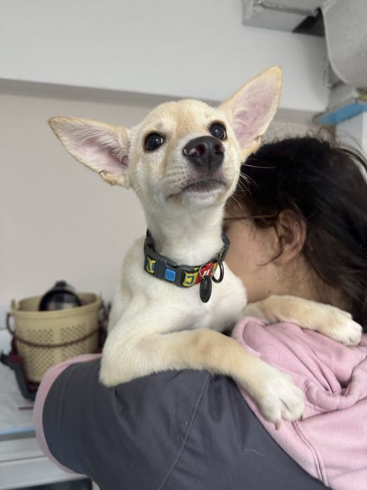 Метис. Дівчинка 4-5 міс.