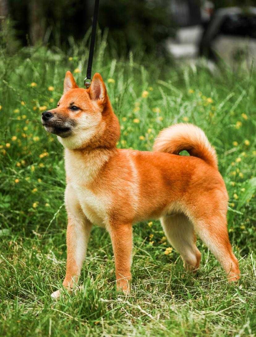 Цуценята shiba inu КСУ