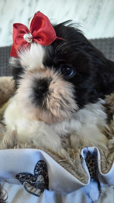 Shih tzu piesek Oliver gotowy do rezerwacji