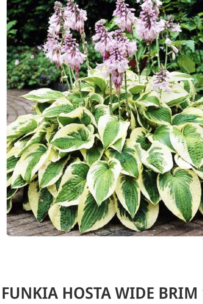 Funkia hosta liście ozdobne 2-kolorowe 8szt.