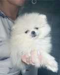 **Charlie**Szpic miniaturowy, pomeranian, malutki piesek