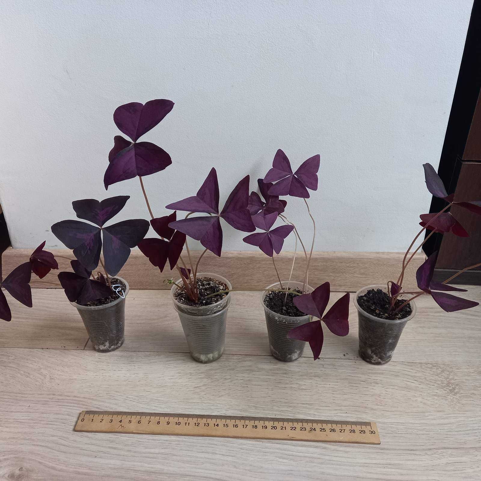 Кислица (Oxalis Sanny) Triangulariа