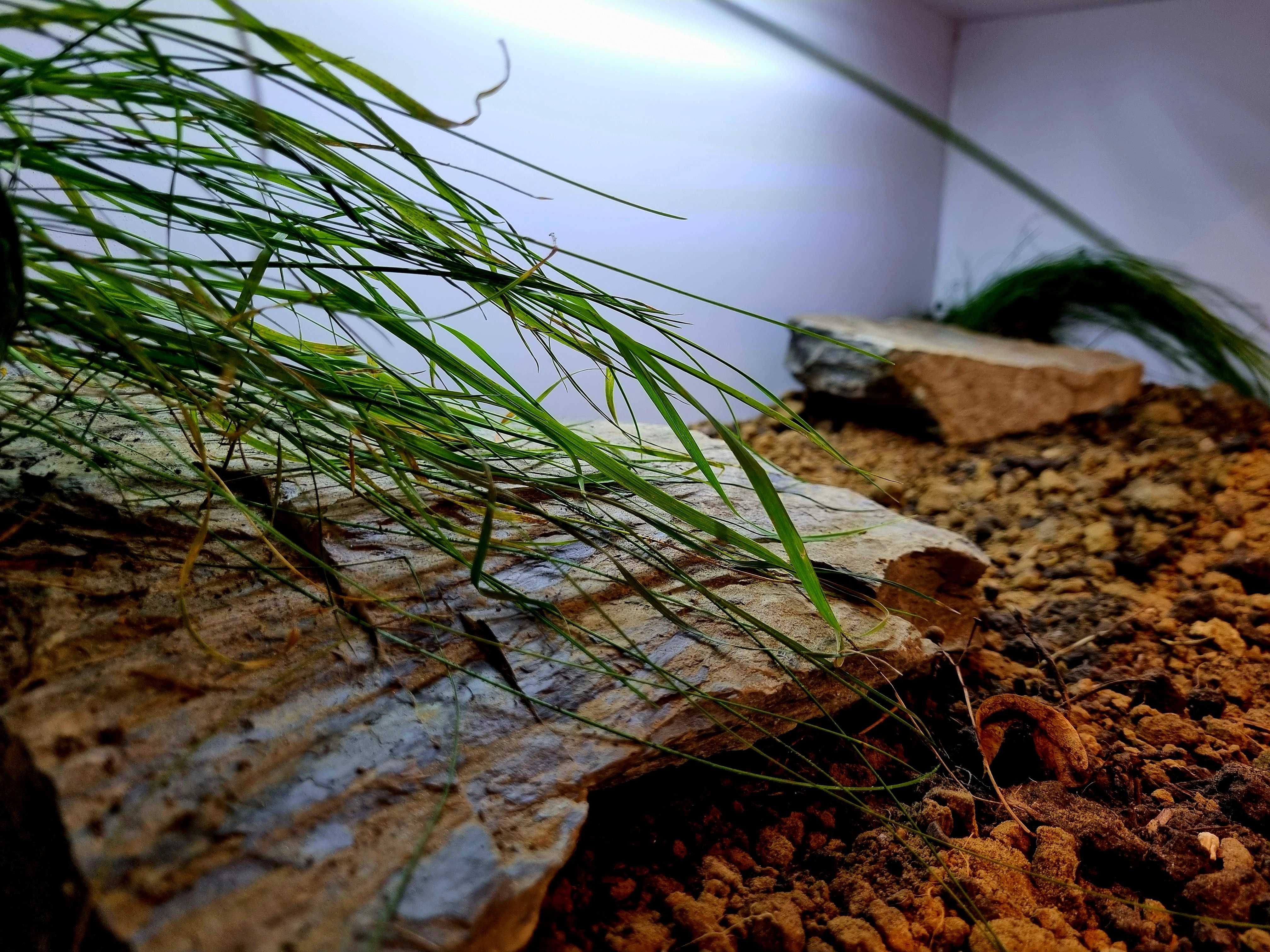 Terrarium żółw grecki stepowy lądowy