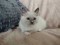 Kot kocurek chłopak Mitted blue RAGDOLL