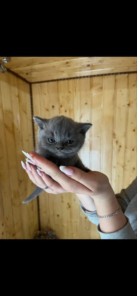 Продаю гарного чистокровного  котика