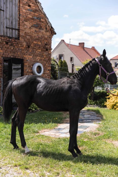 Ogierek z bardzo dobrym ruchem i rodowodem San Schuffro x Elitar