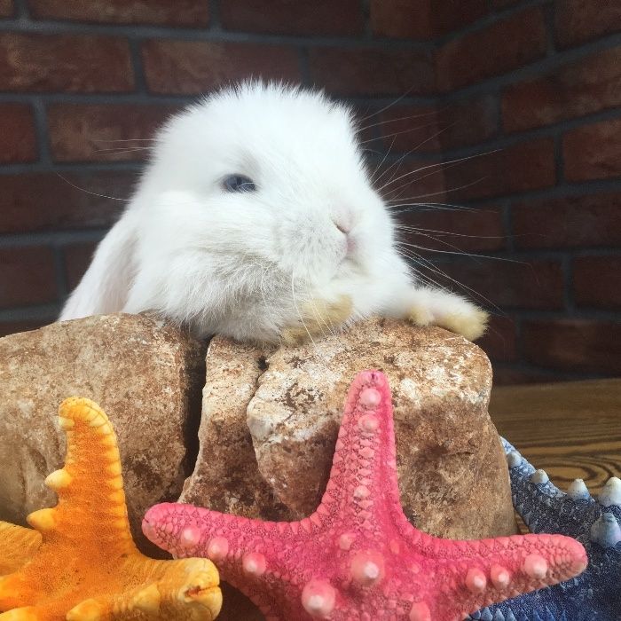 Mini lop bunny mini lopy karzełki miniaturka królik odbiór dowóz