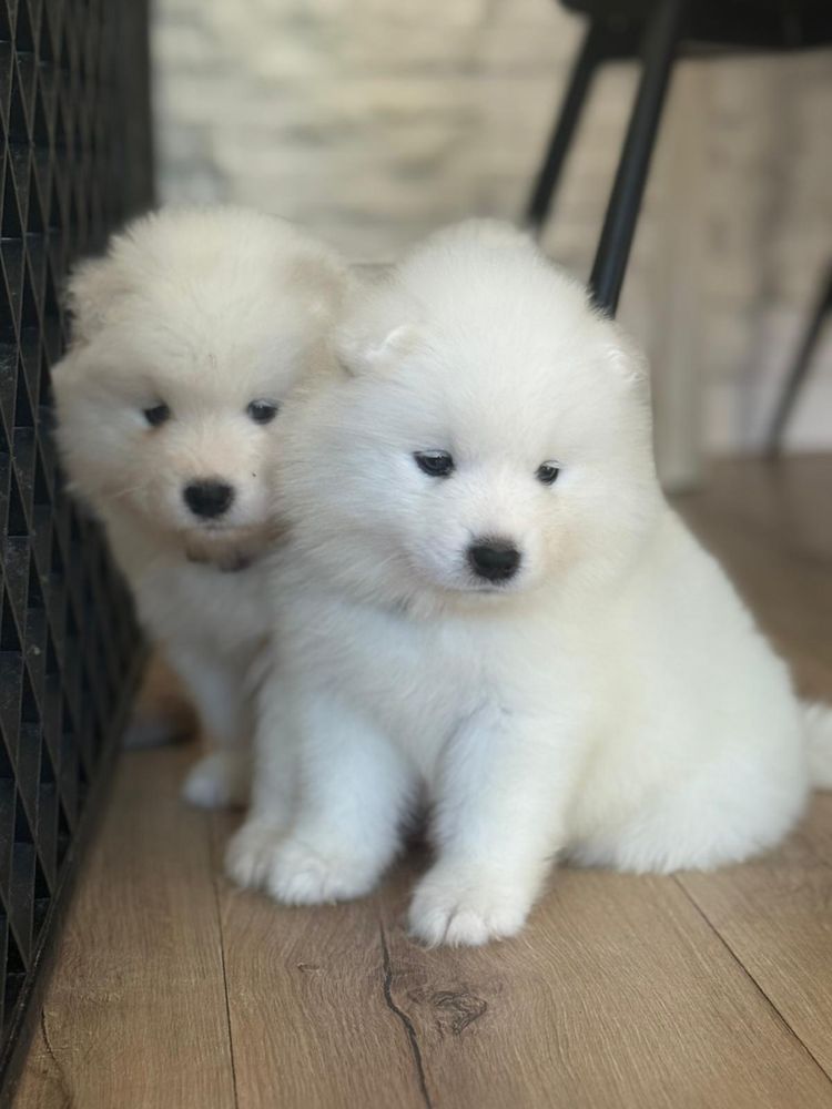 Samojed  szczenie