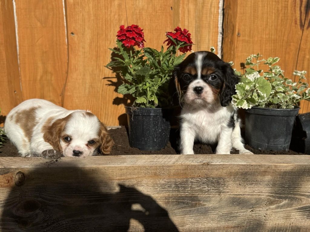 Suczka Cavalier king Charles spaniel