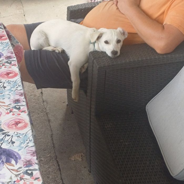 Oddam Ślicznego pieska o imieniu Maciuś