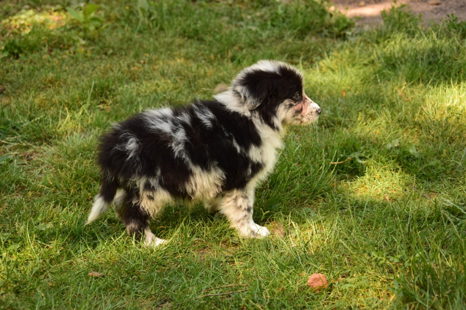 border collie merle pies