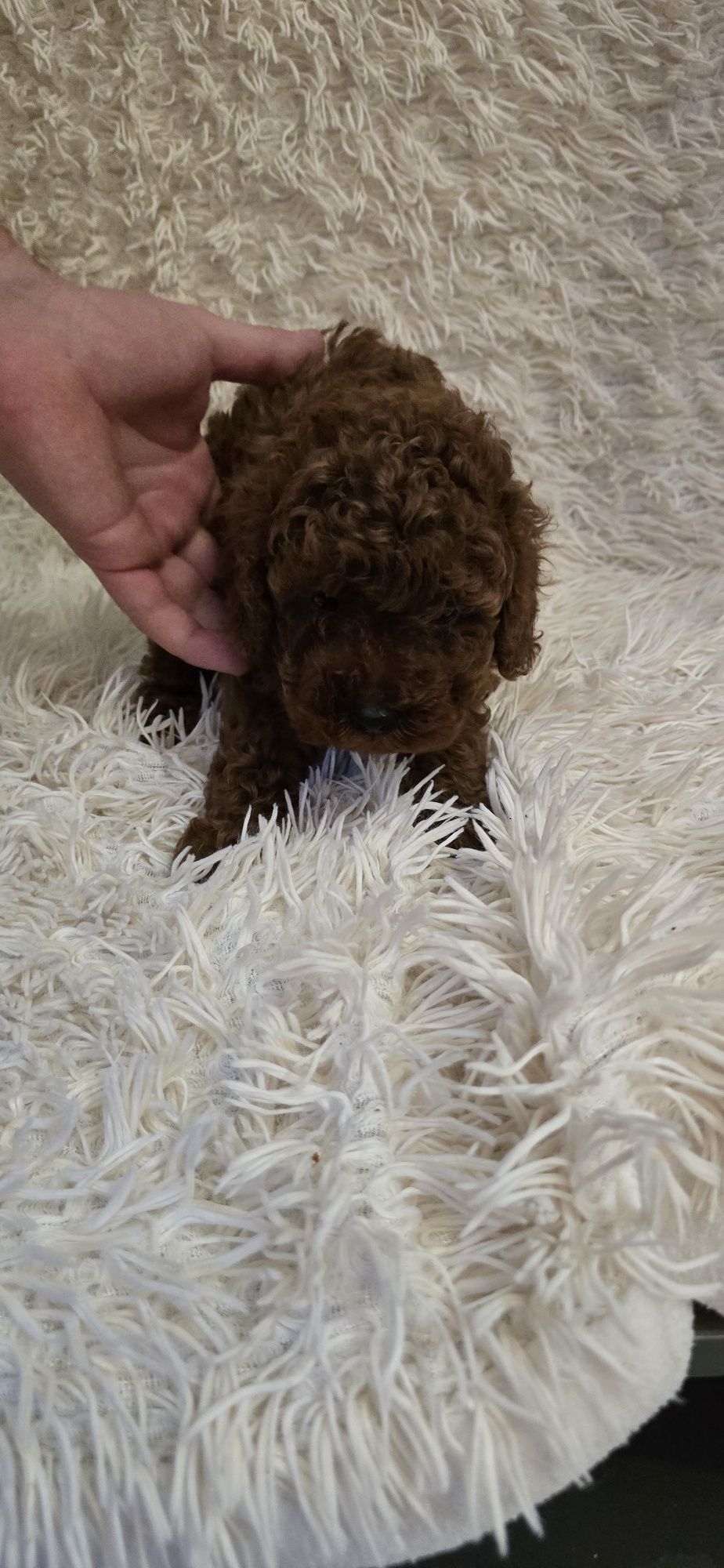 Maltipoo F1b chłopczyk Red Brown do odbioru
