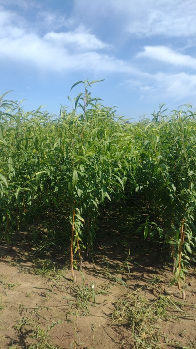 Drzewka owocowe Stare odmiany