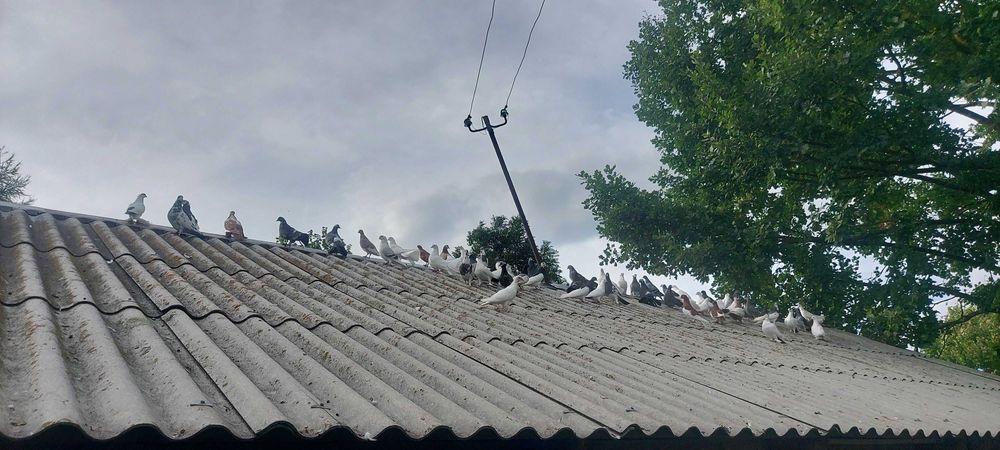 Sprzedam gołębie.