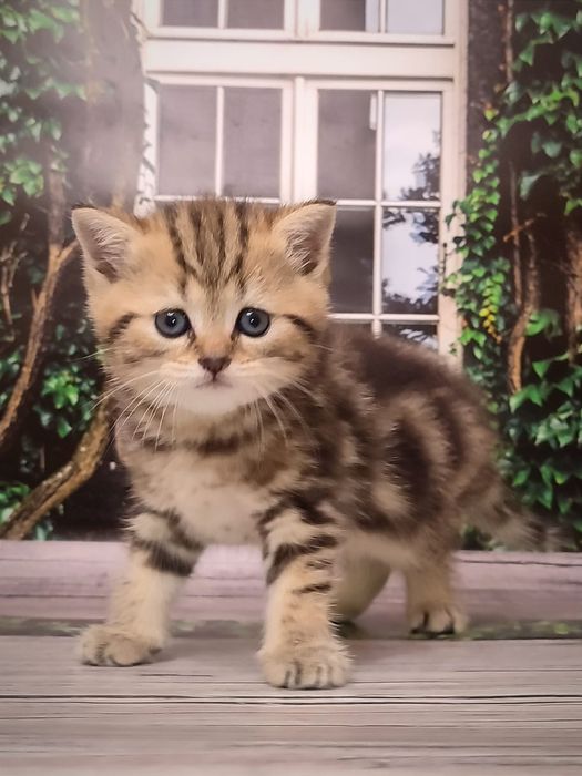 Мармуровий котик. Шотландський кіт