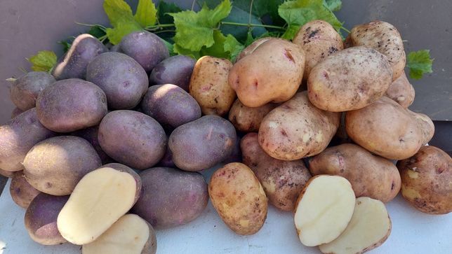 Продам картоплю домашню (картошку, картофель) недорого