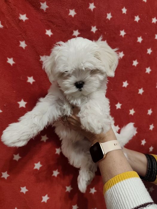 Uroczy piesek maltańczyk szuka kochającego domku