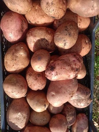 Картопля ( картофель) сорт Біла Роса - 2022 року, 1кг.- 11грн.