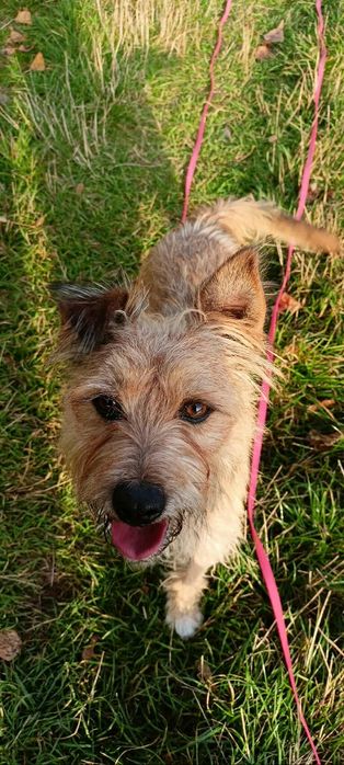 Czyja zguba! Sandomierz