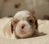 Wolny chłopczyk Cavalier king charles spaniel FCI ZKwP